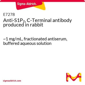 Anti-S1P2, C-Terminal antibody produced in rabbit ~1&#160;mg/mL, fractionated antiserum, buffered aqueous solution