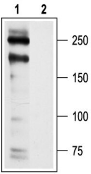 Anti-Calcium Channel CaV1.2 (human) antibody produced in rabbit affinity isolated antibody, lyophilized powder