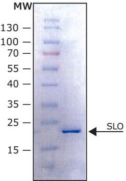 &#945;-Synuclein E46K human recombinant, expressed in E. coli, N-terminal histidine tagged, &#8805;90% (SDS-PAGE), lyophilized powder