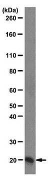 Anti-Centrin Antibody, clone 20H5 clone 20H5, from mouse