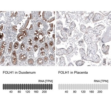 Monoclonal Anti-FOLH1 antibody produced in mouse Prestige Antibodies&#174; Powered by Atlas Antibodies, clone CL9089, purified immunoglobulin, buffered aqueous glycerol solution