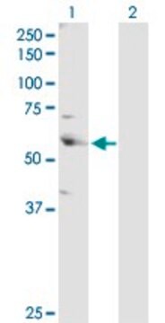 Anti-CSTF2 antibody produced in rabbit purified immunoglobulin, buffered aqueous solution