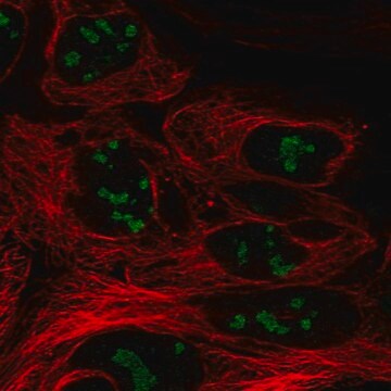 Anti-CC2D2B antibody produced in rabbit Prestige Antibodies&#174; Powered by Atlas Antibodies, affinity isolated antibody