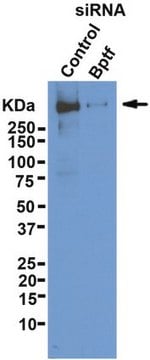 抗BPTF抗体 from rabbit, purified by affinity chromatography