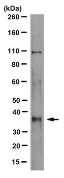 Anti-XPA Antibody, clone 1XPA Antibody-1E11 ascites fluid, clone 1XPA-1E11, from mouse