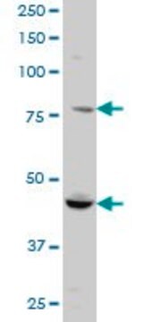 Monoclonal Anti-RUFY1 antibody produced in mouse clone 3A5, purified immunoglobulin, buffered aqueous solution