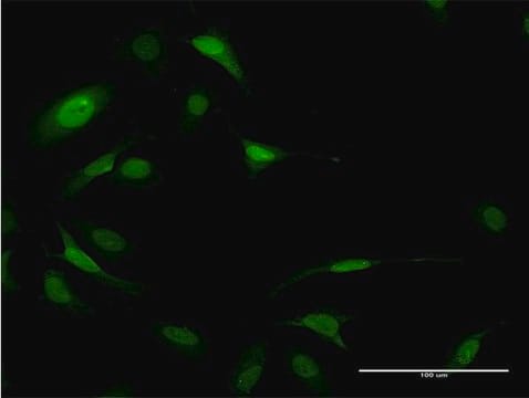 Monoclonal Anti-EIF5A antibody produced in mouse clone 8C1, purified immunoglobulin, buffered aqueous solution