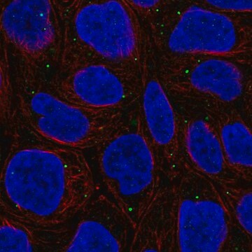 Anti-WDR72 antibody produced in rabbit Prestige Antibodies&#174; Powered by Atlas Antibodies, affinity isolated antibody