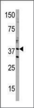 Anti-PPP2R1A (C-term) antibody produced in rabbit IgG fraction of antiserum, buffered aqueous solution