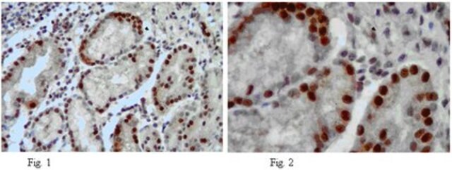 Anti-DSCR3 Antibody from rabbit, purified by affinity chromatography