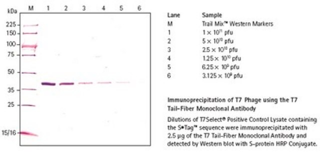 T7 Tail Fiber Monoclonal Antibody Novagen&#174;