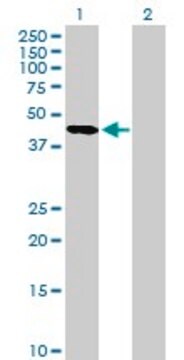 Anti-SERPINA5 antibody produced in mouse purified immunoglobulin, buffered aqueous solution