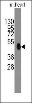 Anti-Rat TRPV3 (C-term) antibody produced in rabbit IgG fraction of antiserum, buffered aqueous solution