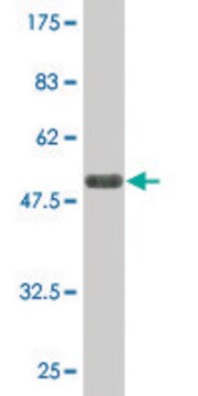 Monoclonal Anti-LAIR1 antibody produced in mouse clone 3B2, purified immunoglobulin, buffered aqueous solution