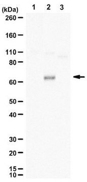 抗-磷酸化 TFEB（Ser142） from rabbit, purified by affinity chromatography