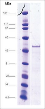 CAR-LBD (101-348), GST tagged human recombinant, expressed in E. coli, &#8805;70% (SDS-PAGE)