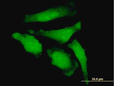 Monoclonal Anti-C20orf18 antibody produced in mouse clone 3C3, purified immunoglobulin, buffered aqueous solution