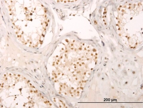 Monoclonal Anti-CRSP6 antibody produced in mouse clone 4D4, purified immunoglobulin, buffered aqueous solution