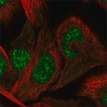 Anti-HAS2 antibody produced in rabbit Prestige Antibodies&#174; Powered by Atlas Antibodies, affinity isolated antibody