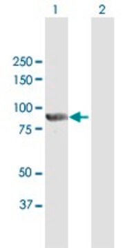 Anti-PTPDC1 antibody produced in mouse purified immunoglobulin, buffered aqueous solution