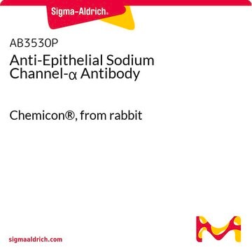 Anti-Epithelial Sodium Channel-&#945; Antibody Chemicon&#174;, from rabbit