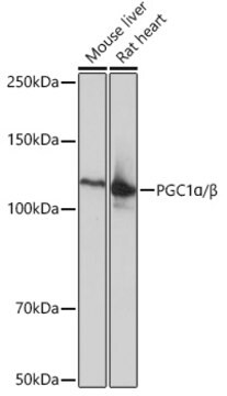 Anti-PGC1&#945;/&#946; Antibody, clone 5K0F4, Rabbit Monoclonal