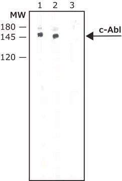 Monoclonal Anti-c-Abl antibody produced in mouse clone ABL-148, ascites fluid