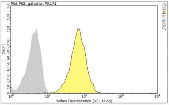 Anti-CLEC-2-Antikörper, Klon AYP1 clone AYP1, from mouse