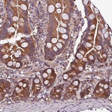 Anti-PAFAH1B2 antibody produced in rabbit Prestige Antibodies&#174; Powered by Atlas Antibodies, affinity isolated antibody, buffered aqueous glycerol solution