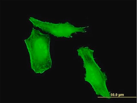 Monoclonal Anti-HRSP12 antibody produced in mouse clone 2B8, purified immunoglobulin, buffered aqueous solution