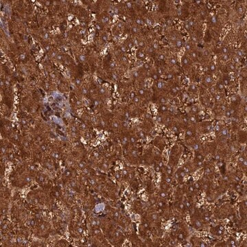 Anti-HHAT antibody produced in rabbit Prestige Antibodies&#174; Powered by Atlas Antibodies, affinity isolated antibody, buffered aqueous glycerol solution