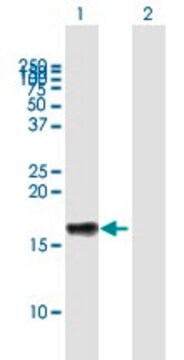 Anti-LST1 antibody produced in mouse purified immunoglobulin, buffered aqueous solution