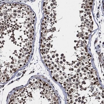 Anti-Sugt1 Antibody Produced In Rabbit Prestige Antibodies&#174; Powered by Atlas Antibodies, affinity isolated antibody, buffered aqueous glycerol solution