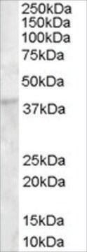 Anti-DKK1 antibody produced in goat affinity isolated antibody, buffered aqueous solution