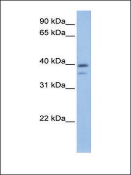 Anti-VPS26B antibody produced in rabbit affinity isolated antibody