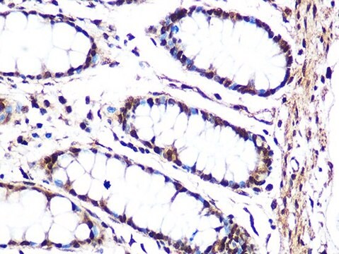 Anti-JNK1 antibody produced in rabbit