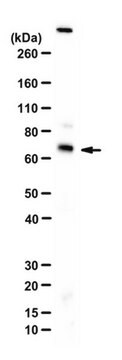 Anti-AHCYL1 (IRBIT) Antibody from chicken, purified by affinity ...