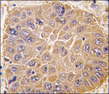 Anti-ERAS (N-term) (A28) antibody produced in rabbit saturated ammonium sulfate (SAS) precipitated, buffered aqueous solution