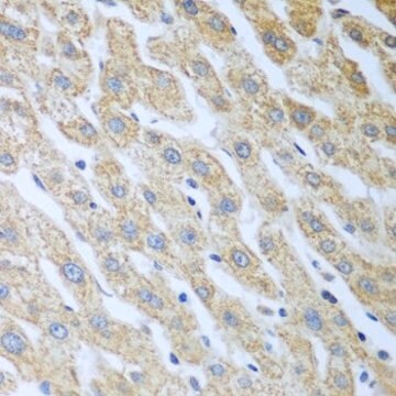 Anti-Eif2ak2 antibody produced in rabbit