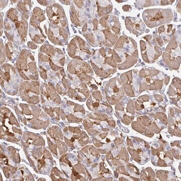 Anti-TTC9C antibody produced in rabbit Prestige Antibodies&#174; Powered by Atlas Antibodies, affinity isolated antibody, buffered aqueous glycerol solution