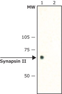 Anti-Synapsin II (C-terminal) ~1.5&#160;mg/mL, affinity isolated antibody, buffered aqueous solution