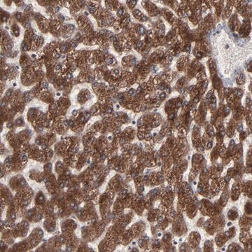 Anti-CNIH1 antibody produced in rabbit Prestige Antibodies&#174; Powered by Atlas Antibodies, affinity isolated antibody, buffered aqueous glycerol solution