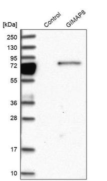 Anti-GIMAP8 antibody produced in rabbit Prestige Antibodies&#174; Powered by Atlas Antibodies, affinity isolated antibody, buffered aqueous glycerol solution