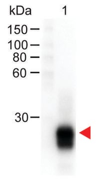 Anti-Rabbit IgG F(ab&#8242;)2, F(ab&#8242;)2 fragment, highly cross absorbed-Peroxidase antibody produced in goat affinity isolated antibody, lyophilized powder