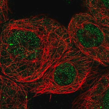 Anti-CHD8 antibody produced in rabbit Prestige Antibodies&#174; Powered by Atlas Antibodies, affinity isolated antibody