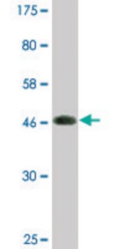 Monoclonal Anti-COPS8 antibody produced in mouse clone 2G8, purified immunoglobulin, buffered aqueous solution