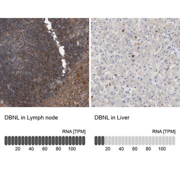 Anti-DBNL antibody produced in rabbit Prestige Antibodies&#174; Powered by Atlas Antibodies, affinity isolated antibody, buffered aqueous glycerol solution