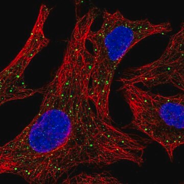 Anti-ARSD antibody produced in rabbit Prestige Antibodies&#174; Powered by Atlas Antibodies, affinity isolated antibody