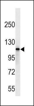 ANTI-SIK2 (CENTER) antibody produced in rabbit affinity isolated antibody, buffered aqueous solution