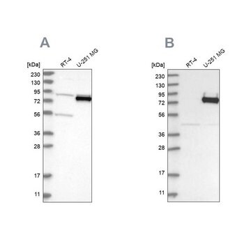 Anti-COLGALT2 antibody produced in rabbit Prestige Antibodies&#174; Powered by Atlas Antibodies, affinity isolated antibody, buffered aqueous glycerol solution, ab1